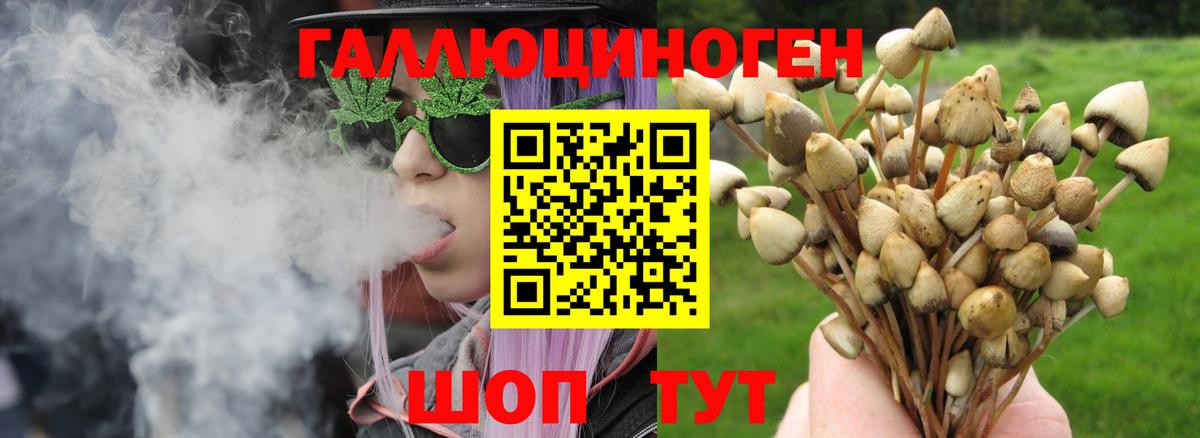 Галлюциногенные грибы Psilocybine cubensis Юрга